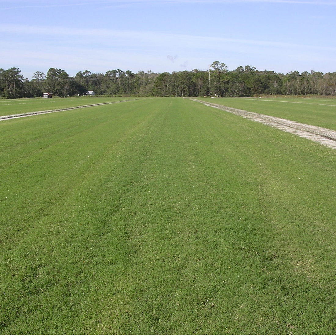 LaPrima Bermuda Grass Seed