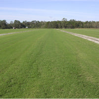 LaPrima Bermuda Grass Seed