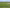 LaPrima Bermuda Grass Seed