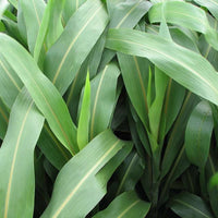 surpass, BMR, sorghum, sudangrass, seed, forage, hay, silage, leaf, varieties, matter, green, production, brown, mid, rib, grazer, advantages