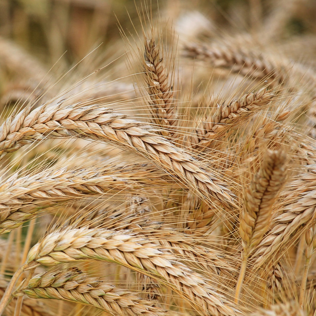 Barley Seed - Certified