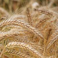 Barley Seed - Certified
