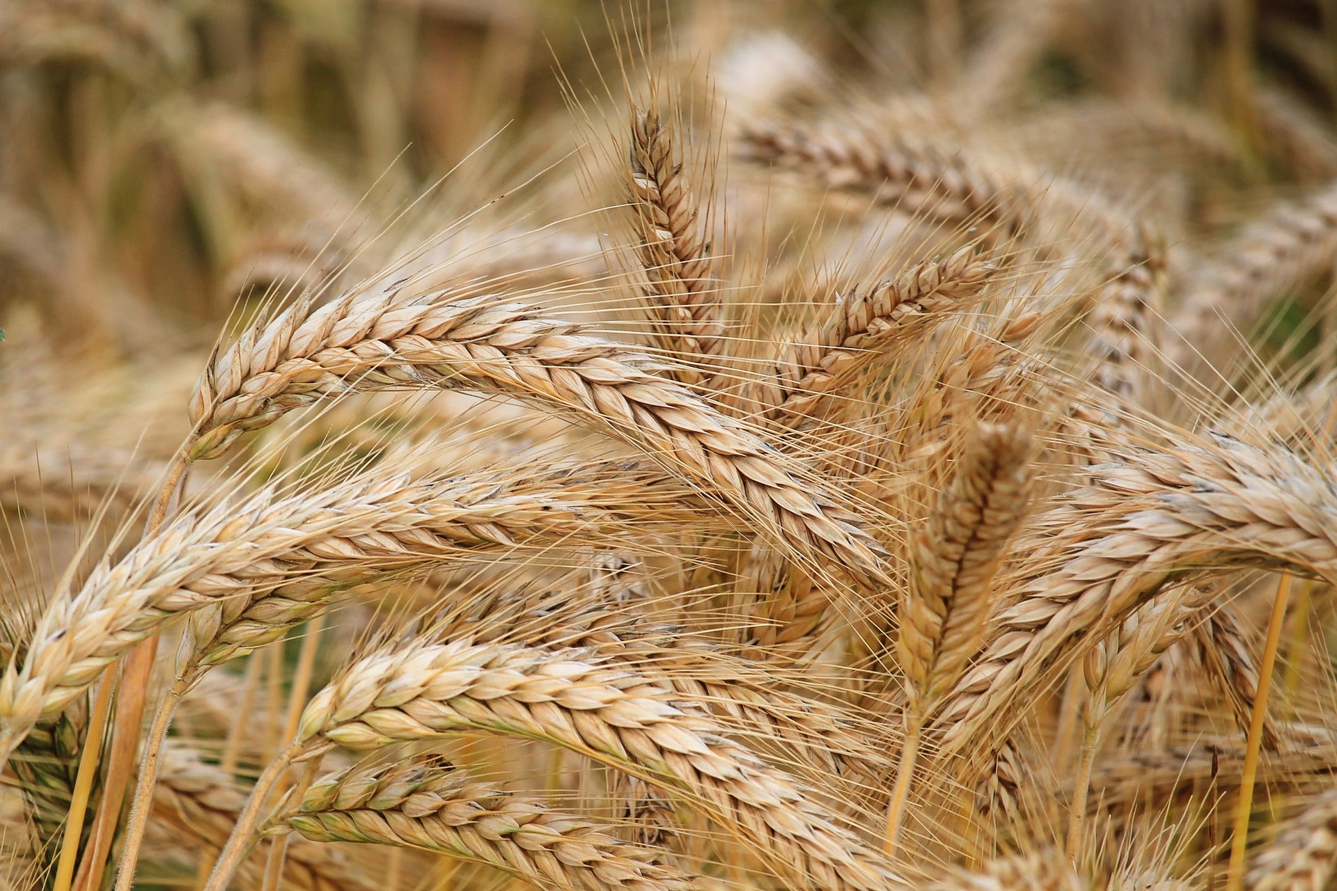 barley seed for planting near me Barley Seed