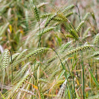 Barley Seed - Certified