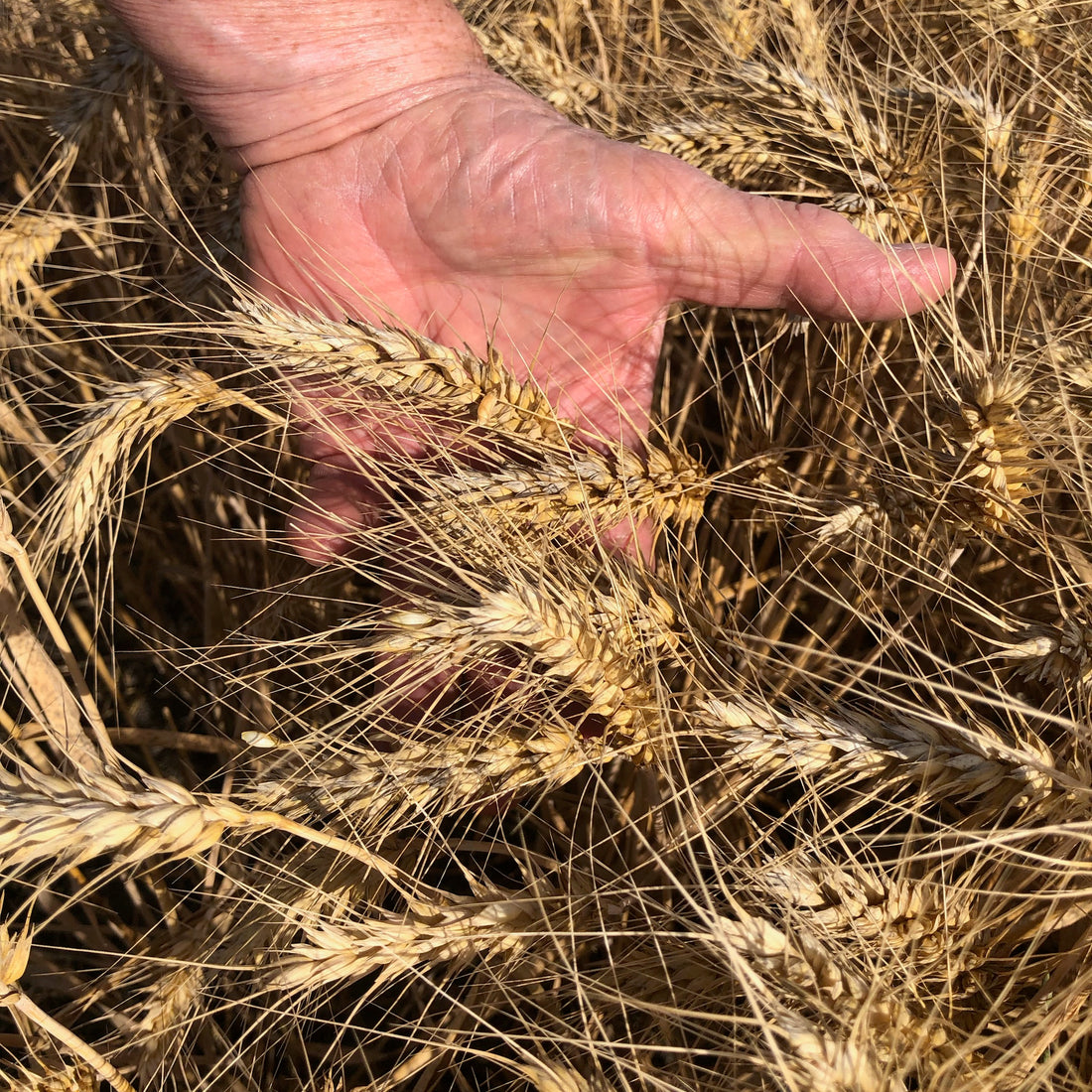 Barley Seed - Certified