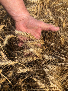 Barley Seed - Certified