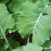 Bayou Kale Seed