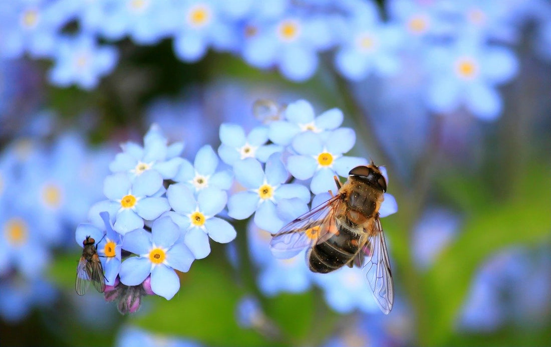 Beauty Queen Bee Feed Wildflower Seed Mix