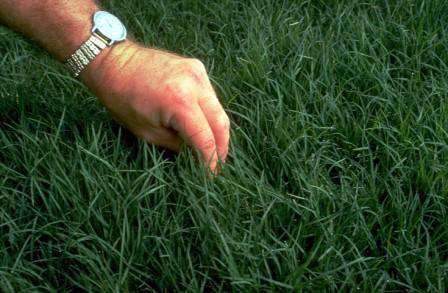 Hancock's Common Bermuda Grass Seed - Raw & Unhulled