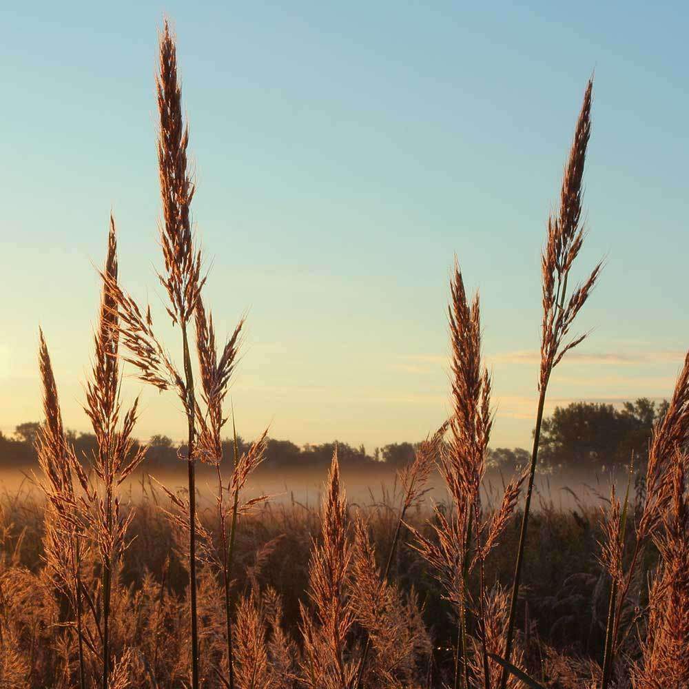 Big Bluestem Native Grass Seed