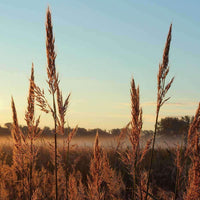 Big Bluestem Native Grass Seed