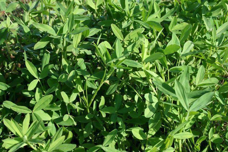 big, bee, berseem, clover, seed, wildlife, forage, cattle, pasture, cool, season, winter, clovers, deer, food plots, livestock, ground cover