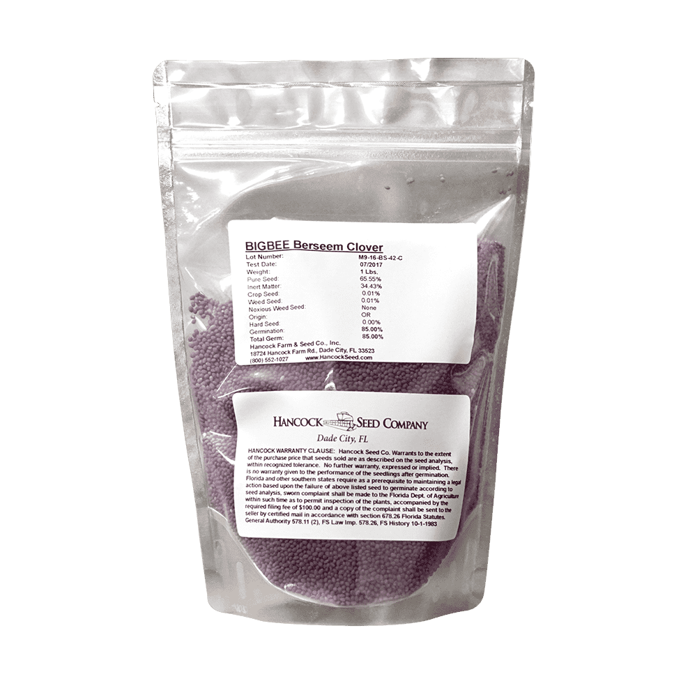 Berseem Clover Seed