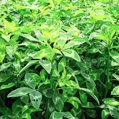 Blackhawk Arrowleaf Clover Seed – Hancock Seed