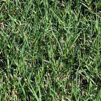 Blackjack Bermuda Grass Seed
