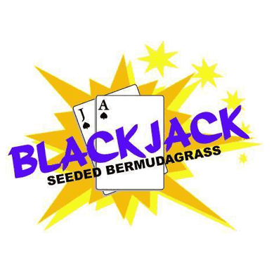Blackjack Bermuda Grass Seed