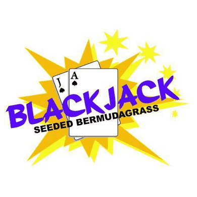 Maya (Blackjack II) Bermuda Lawn Grass Seed For Planting