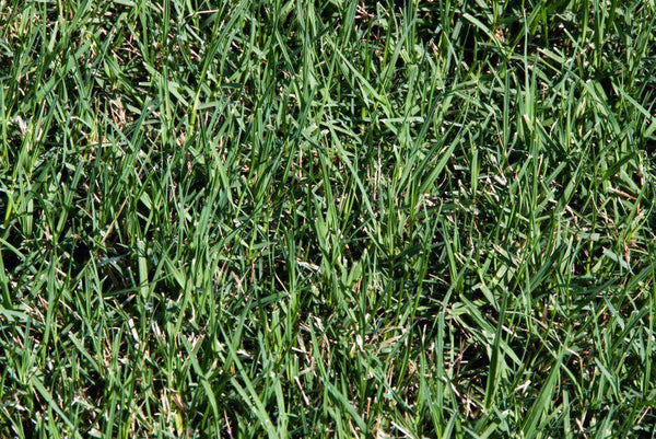 blackjack bermuda grass seed lowes Blackjack Bermuda Grass Seed