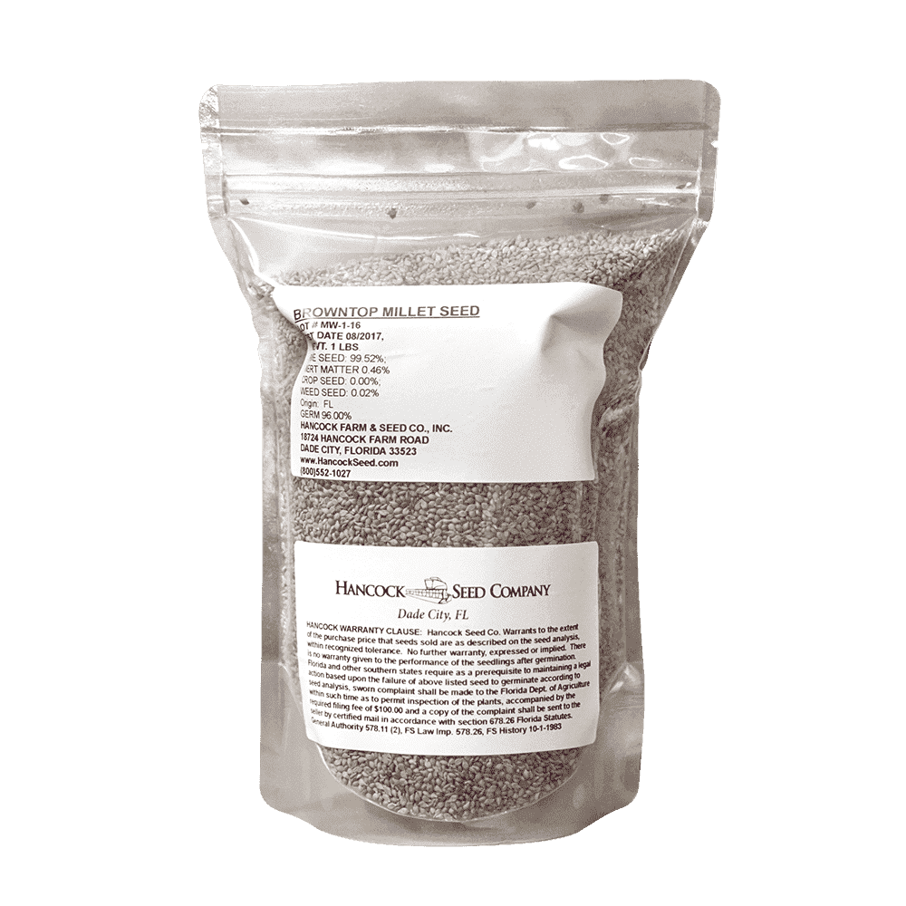 where to buy millet seeds for planting Hancock's Brown Top Millet Seed – Hancock Seed