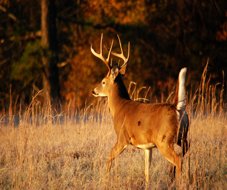 Hancock's Buck Tale Oat Seed