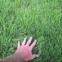 Buffalograss Seed