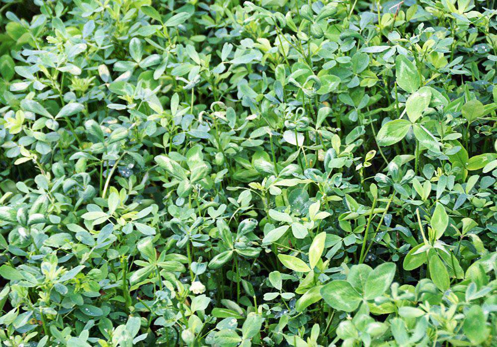 Bulldog 805 Alfalfa Seed