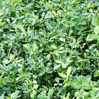 Bulldog 805 Alfalfa Seed