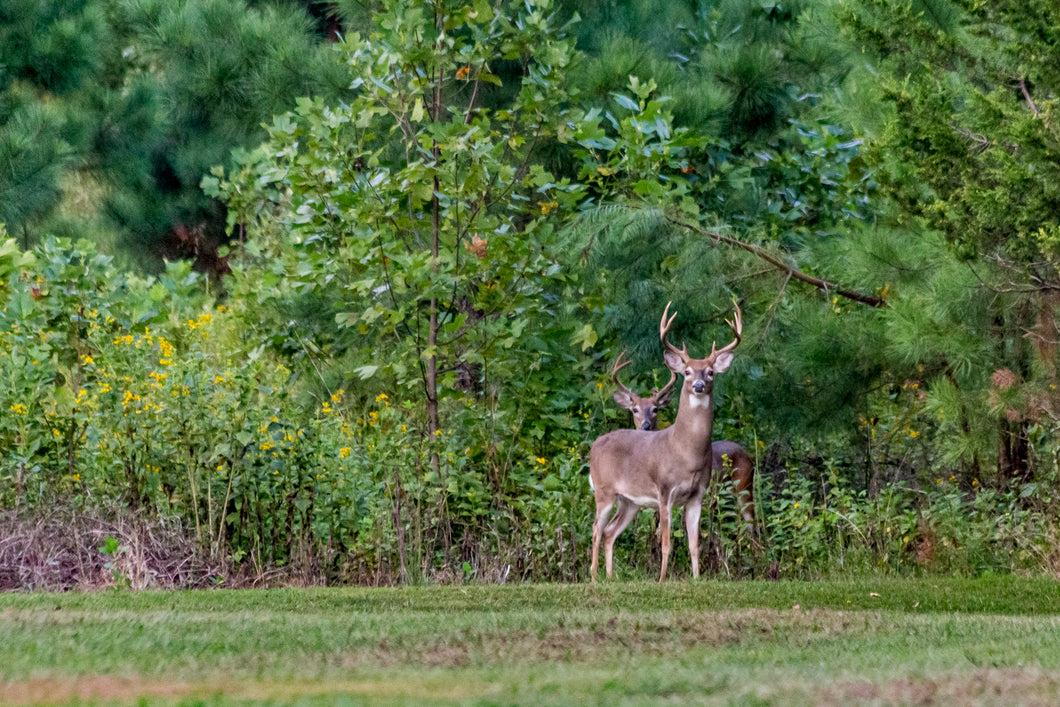 Millet Dove Food Plot Seed Hancock Seed