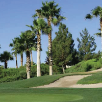 Royal TXD Bermuda Grass Seed