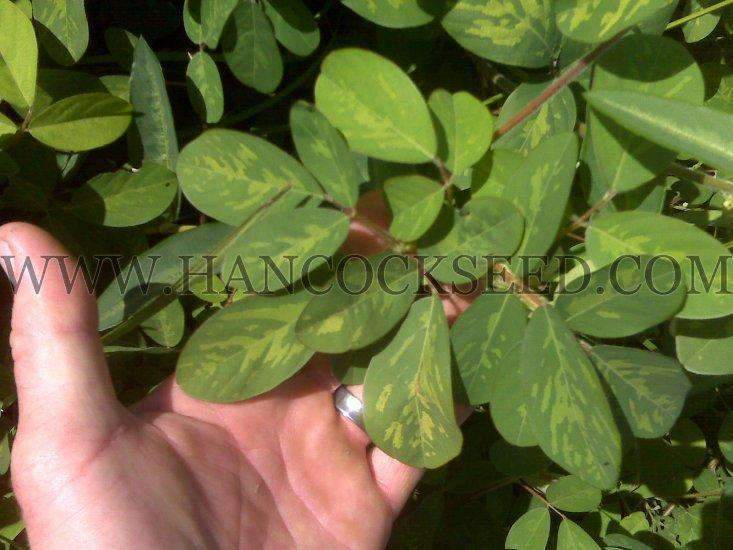 carpon, desmodium, seed, seeds, food, plot, cattle, grazing, forages, legume, pasture, summer, forage, Desmodium heterocarpon
