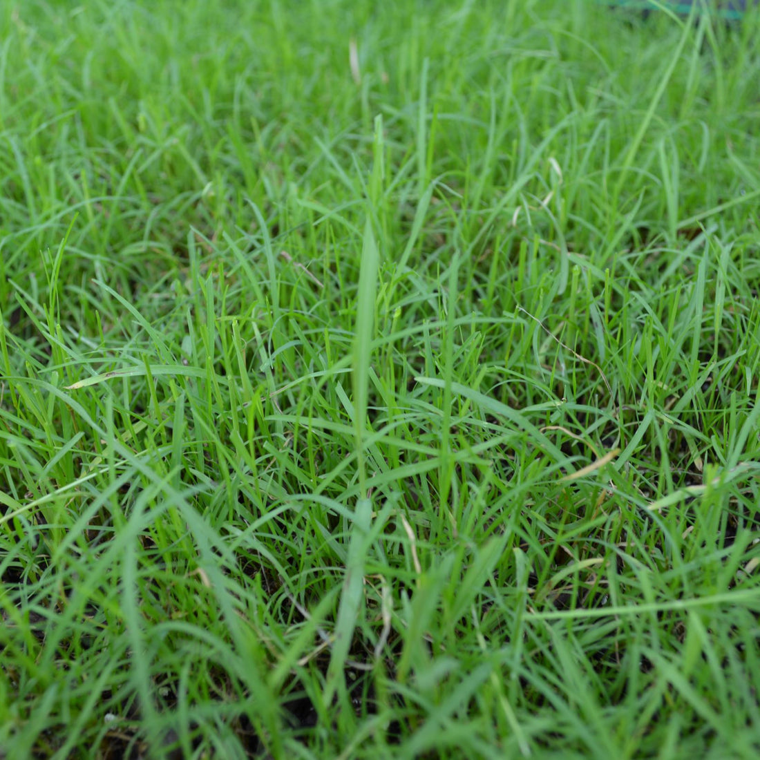 Cheyenne II Bermuda Grass Seed - Certified