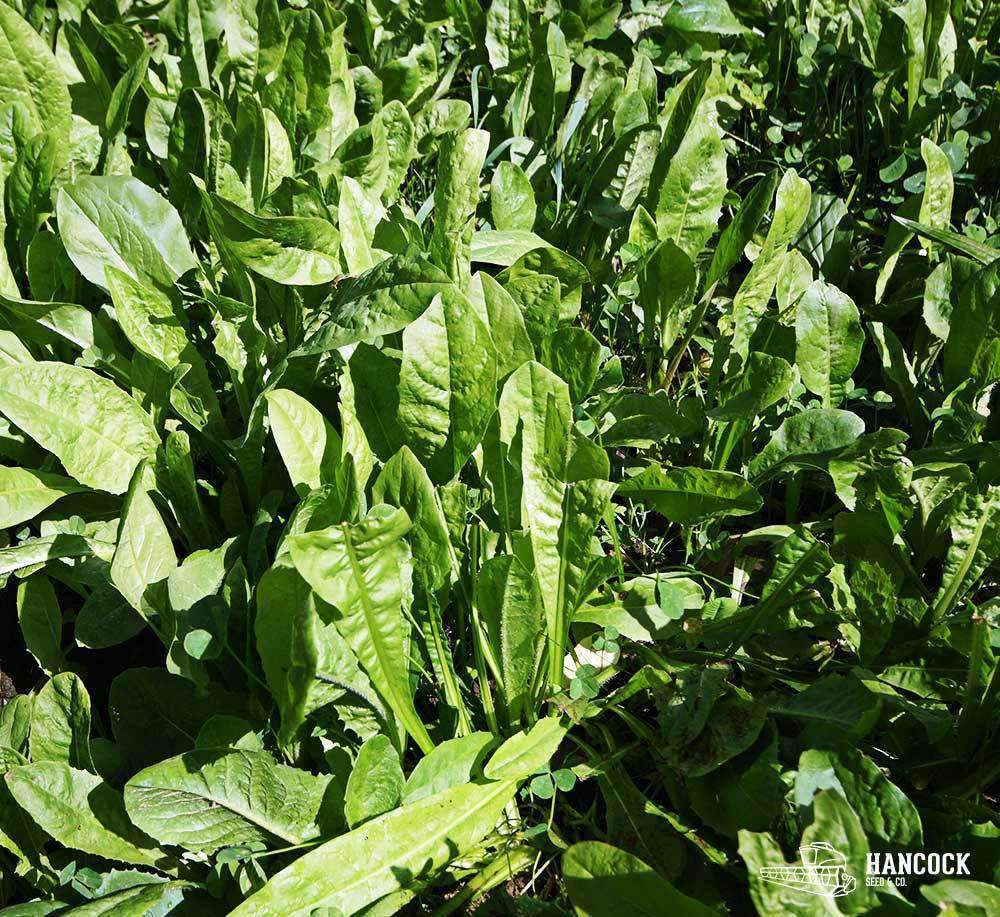 Chicory Seed