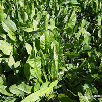Chicory Seed