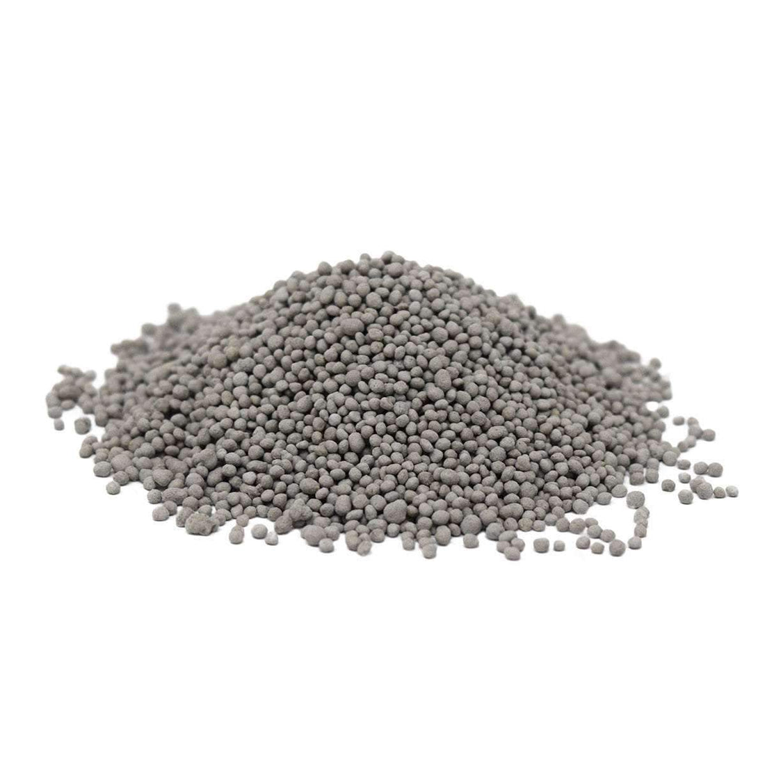 Chicory Seed