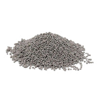 Chicory Seed