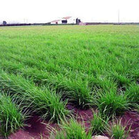 Chufa Seed