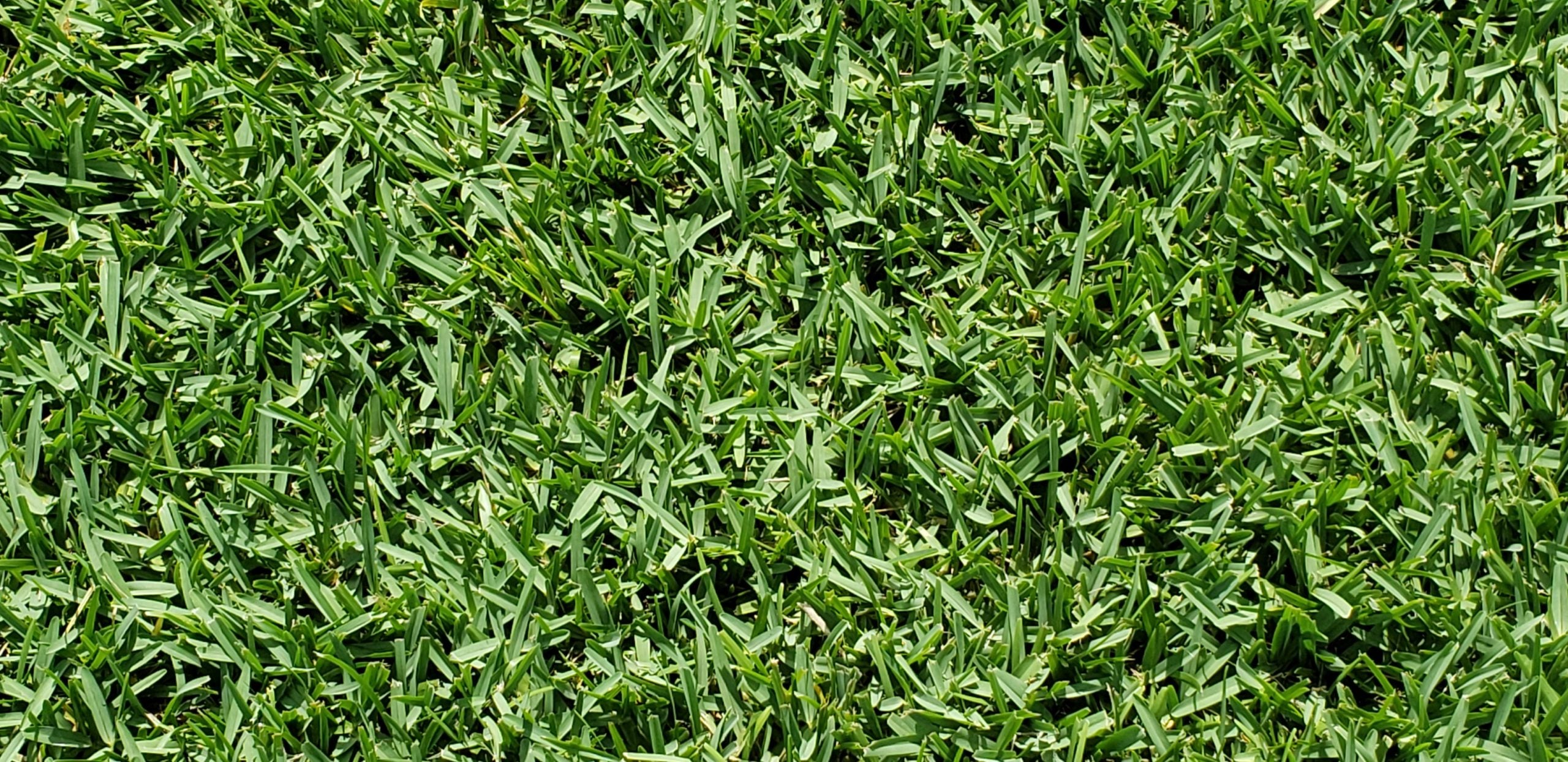 CitraBlue St. Augustine Lawn Plugs