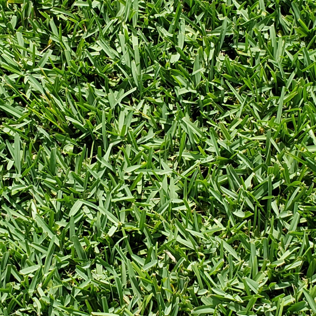 CitraBlue St. Augustine Lawn Plugs