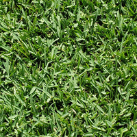 CitraBlue St. Augustine Lawn Plugs