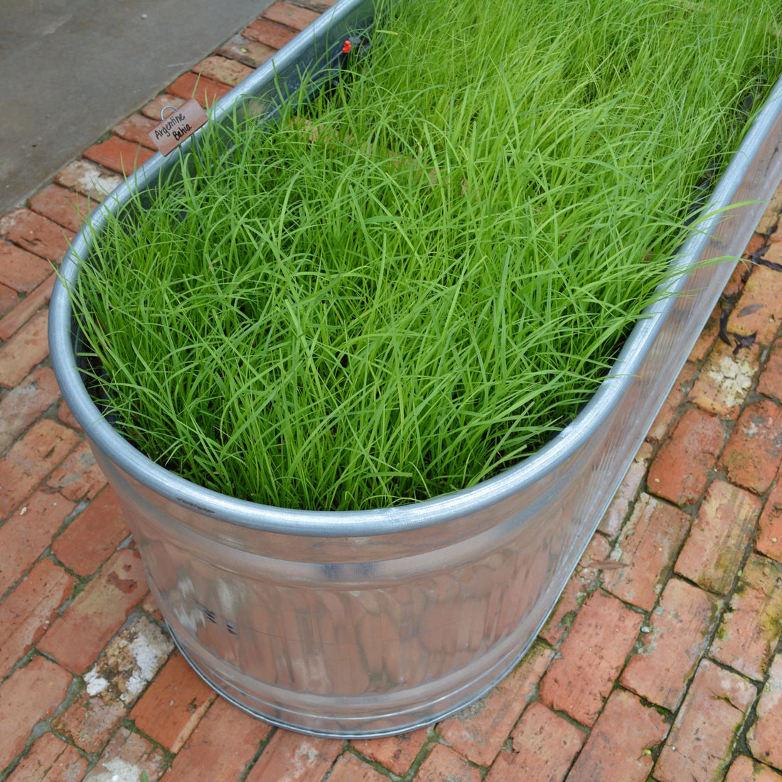 potting mix to grow grass Argentine Bahia Grass Seed Sping/Summer