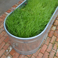 Hancock's Argentine Bahia Spring & Summer Grass Seed Mix (Pre-Order)