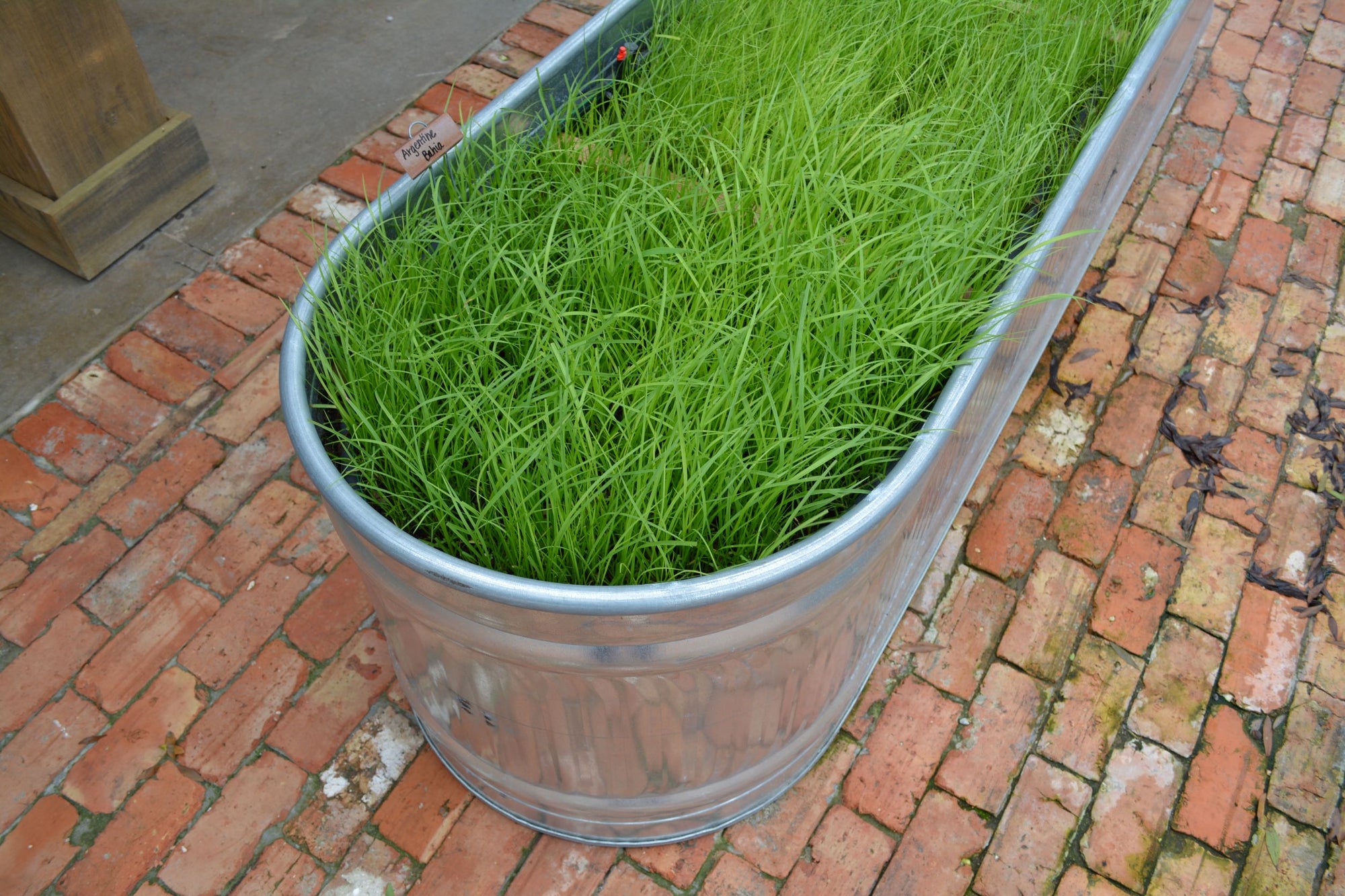 planting argentine bahia grass seed Argentine Bahia Grass Seed Sping/Summer