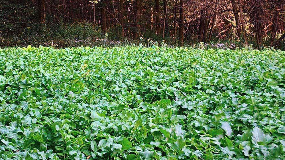 Daikon Radish Food Plot Seed - 50 Lbs