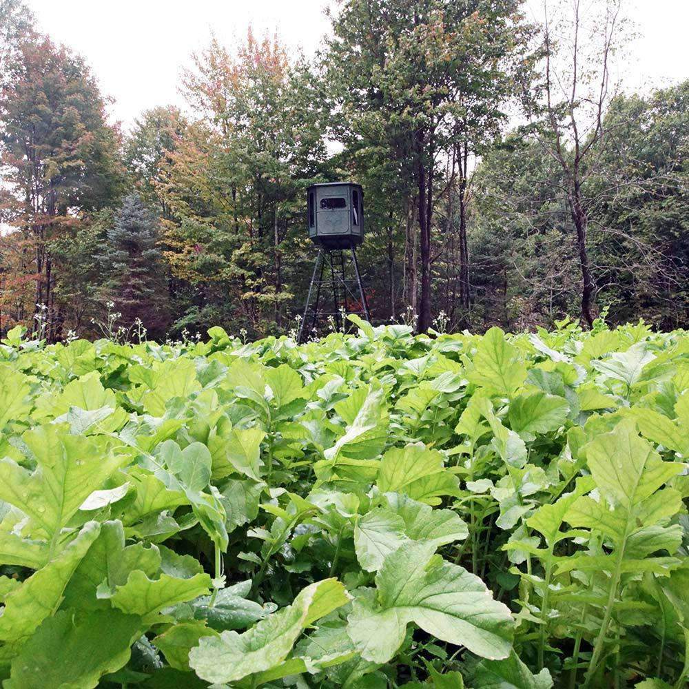 Daikon Radish Seed