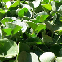 Dichondra Seed
