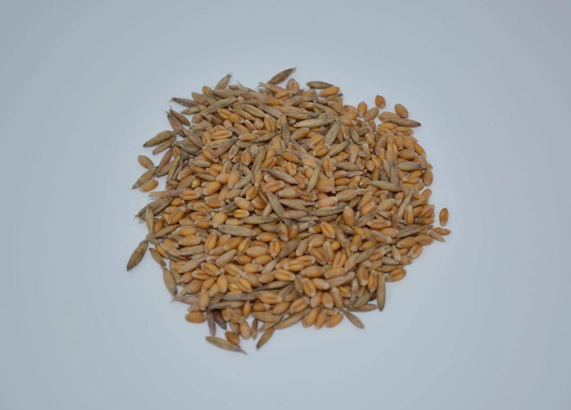 Bulk Forage Oat Seeds For Sale | Cosaque Black, Whole Oats & More  Hancock  Seed