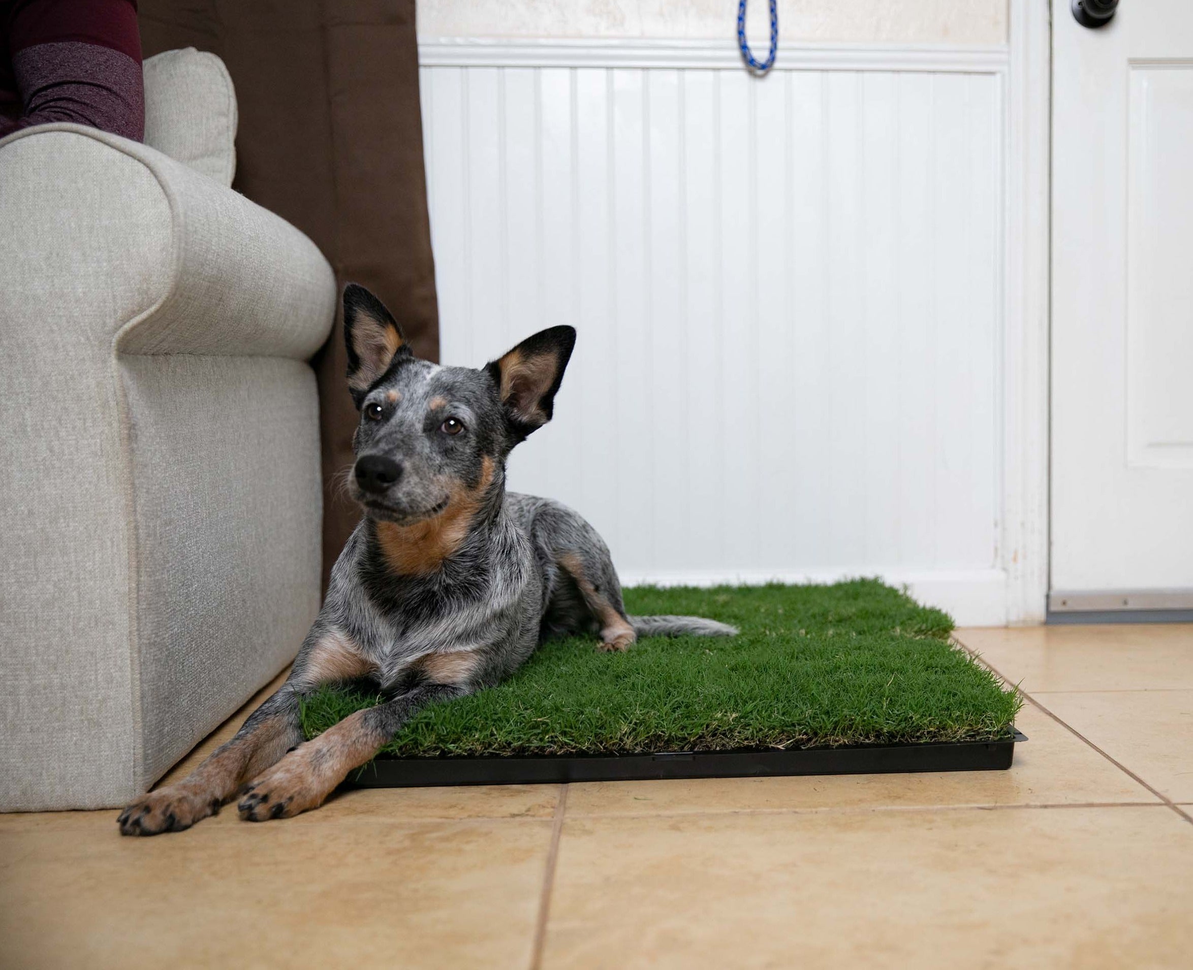 Gotta Go Grass with Tray 2-Pack – Hancock Seed