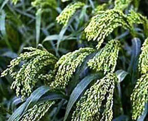 Dove Proso Millet Seed