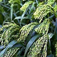 Dove Proso Millet Seed