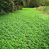 Durana White Clover Seed - Certified